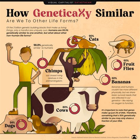 humans are most genetically similar to